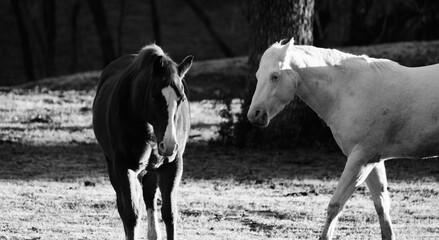 Pair of geldings shows horse with ears pinned while walking through field in black and white. - obrazy, fototapety, plakaty
