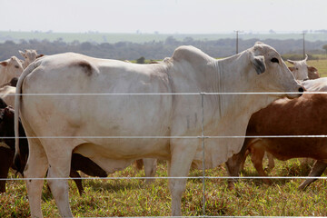 New barbed wire fence in farm with cattle in background. Brazil