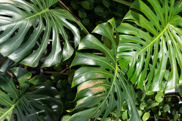 Monstera green leaves on nature background.