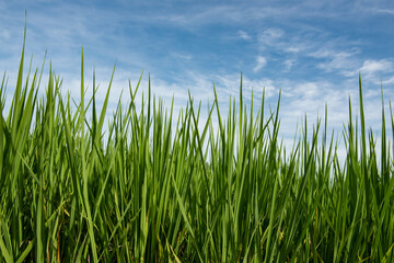 Green rice plant on nature background.