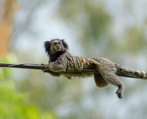 Marmoset monkey lying on a communication cable with a green forest in the background