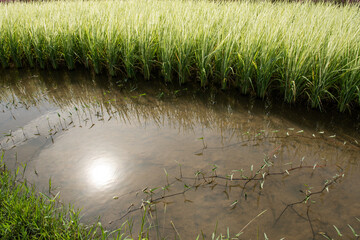Sun in the rice field on nature background.
