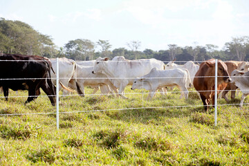 New barbed wire fence in farm with cattle in background. Brazil