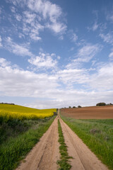 Fototapeta na wymiar a long dirt road, surrounded by cultivated fields, on one side a yellow flowering rapeseed plantation and on the other a plowed cereal field, sky with cotton clouds, vertical