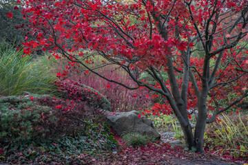 A tree with red leaves in the Planten un Blomen botanical garden in Hamburg (Germany)