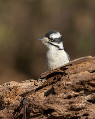 This is an adult female downy woodpecker that is peeking up from behind an old tree stump. This small bird has black and white plumage feathers, it is identical to the larger Hairy Woodpecker. 