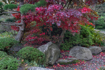 The trees and the stones in Japanese garden in  Planten un Blomen park in autumn (Hamburg, Germany)