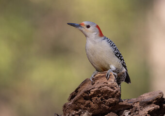 The Red Bellied Woodpeckers are common in many Eastern woodlands and forests, from old stands of oak and hickory to young hardwoods and pines. They will appear at backyard feeders. This is a female.