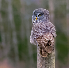 The great grey is a large owl documented as the world's largest species of owl by length.  The owl has dense fluffy plumage long wings and tail, a large head with no ear-tufts. Perched in a dead tree.