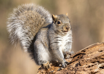Naklejka na ściany i meble The eastern grey squirrel is the largest tree squirrel found in eastern Canada. It is predominantly a nut eating species and its historic range coincided with the vast tracts of hardwood forests.