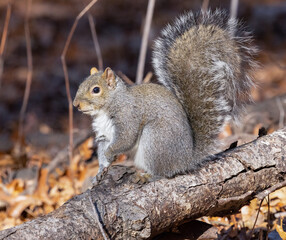 Naklejka na ściany i meble The eastern grey squirrel is the largest tree squirrel found in eastern Canada. It is predominantly a nut eating species and its historic range coincided with the vast tracts of hardwood forests.