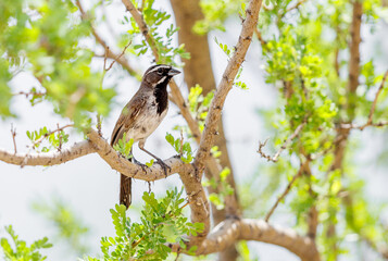 Black throated sparrow perched on a branch