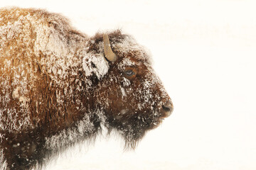 Side profile of an American Plains Bison with its fur covered in frozen winter frost on a white background.