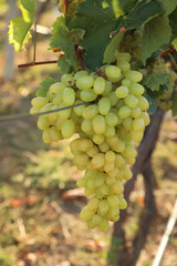 Fototapeta premium Delicious ripe grapes in vineyard. Harvest season