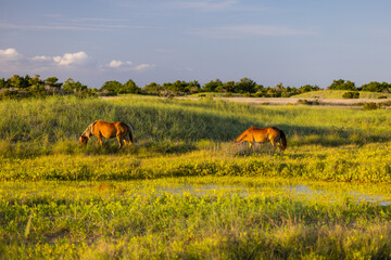 Shackleford Banks Horses in the sand dunes