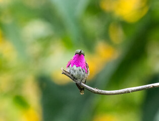 Wine throated hummingbird perched on a tree