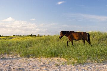Shackleford Banks Horses in the sand dunes