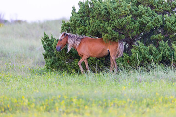 Shackleford Banks Horses in the sand dunes