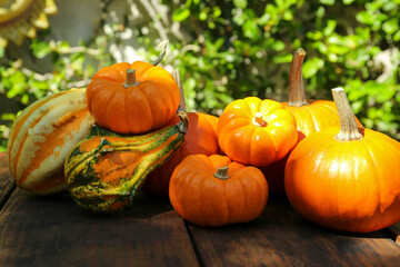 Many different ripe orange pumpkins on wooden table outdoors