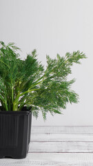 Fresh green dill growing in pot on white wooden table indoors