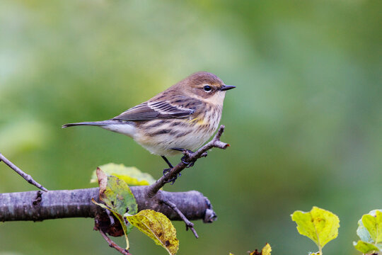 Yellow rumped warbler perched on a tree