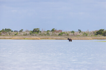 Shackleford Banks Horses in the marsh