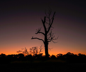 The Dusk Tree