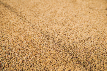 Top view of paddy rice or rice seed on background. Yellow paddy jasmine rice for background. Brown rice uncooked.Paddy background. Paddy texture. 