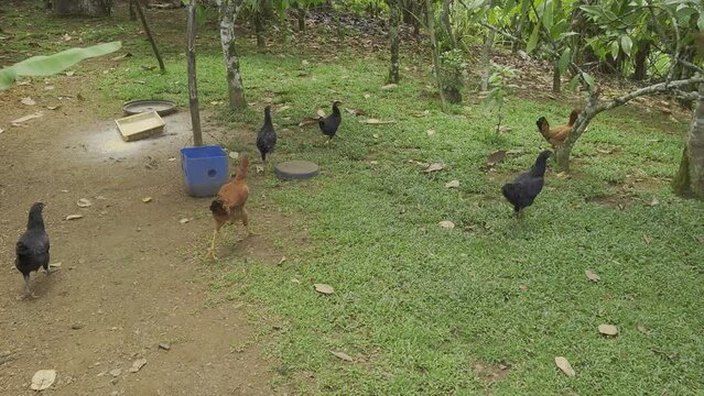 Frango caipira forrageando livremente em pastagem natural. Frango na fazenda org&acirc;nica
