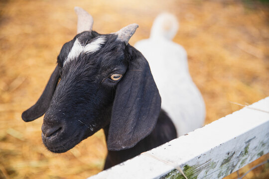 Goat. Image of a goat on a farm . portrait of goat in a farm background.