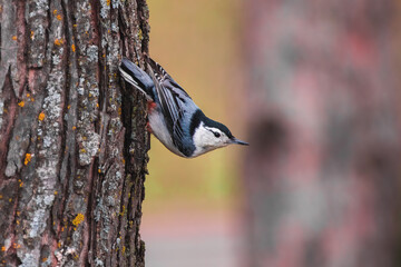 Its Nuthatch or Nothing

The White Breated Nuthatch (Sitta carolinensis) is a well known sight around the bird feeder.  This frequent flyer is a welcome visitor in many backyards