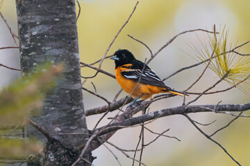 Baltimore Oriole, birds not baseball.

Member of the black bird family, it’s full of orange coloring mixed with white accents.  Perching in a pine tree