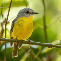 Eastern yellow robin (Eopsaltria australis)