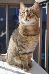 見つめるキジトラ