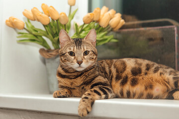 Cute golden bengal kitty cat laying on the windowsill and relaxing.