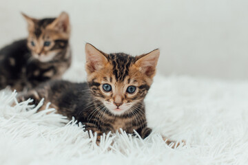 Little marble bengal kitten on the white fury blanket