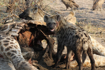 A pack of hyenas (Hyaenidae) and a flock of vultures (Necrosyrtes monachus) at the carcass of a dead giraffe in Africa. ￼	