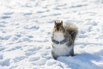 Eastern gray squirrel (Sciurus Carolinensis) standing on two feet on the snow