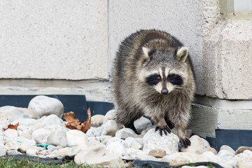 Common raccoon (Procyon Lotor) in urban areas in Toronto, Canada