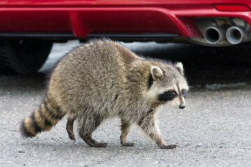 Common raccoon (Procyon Lotor) in urban areas in Toronto, Canada © JossK