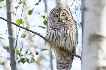 Barred owl (Strix Varia) on a branch with eyes closed
