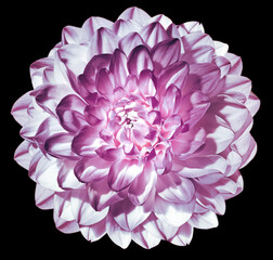 Purple   dahlia  flower  on  black  isolated background with clipping path. Closeup. For design. Nature.