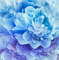 Floral spring  blue  background. Flowers and petals of peony. Close-up. Nature.