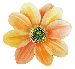 Dahlia flower yellow-orange . Flower isolated on    background. No shadows with clipping path. Close-up. Transparent background.  Nature.