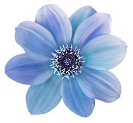 Dahlia flower blue. Flower   on  isolated   background. No shadows with clipping path. Close-up.  Transparent background.  Nature.
