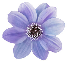 Dahlia flower purple. Flower isolated on  background. No shadows with clipping path. Close-up.  ...