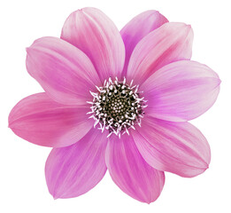 Dahlia flower  pink.   Flower    on  isolated   background. No shadows with clipping path. Close-up. Transparent background.  Nature.