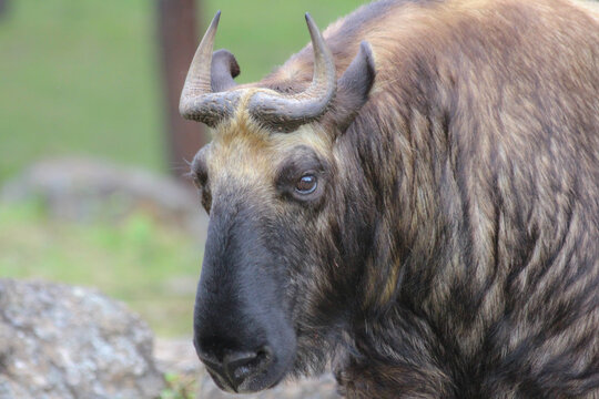 The takin, also called cattle chamois or gnu goat, is a goat-antelope found in the eastern Himalayas and this one in Bhutan.	