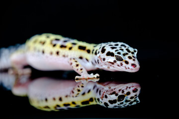 gecko on a black background