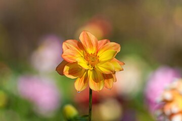 光を浴びて輝く朝露をまとった満開のオレンジ色のダリア